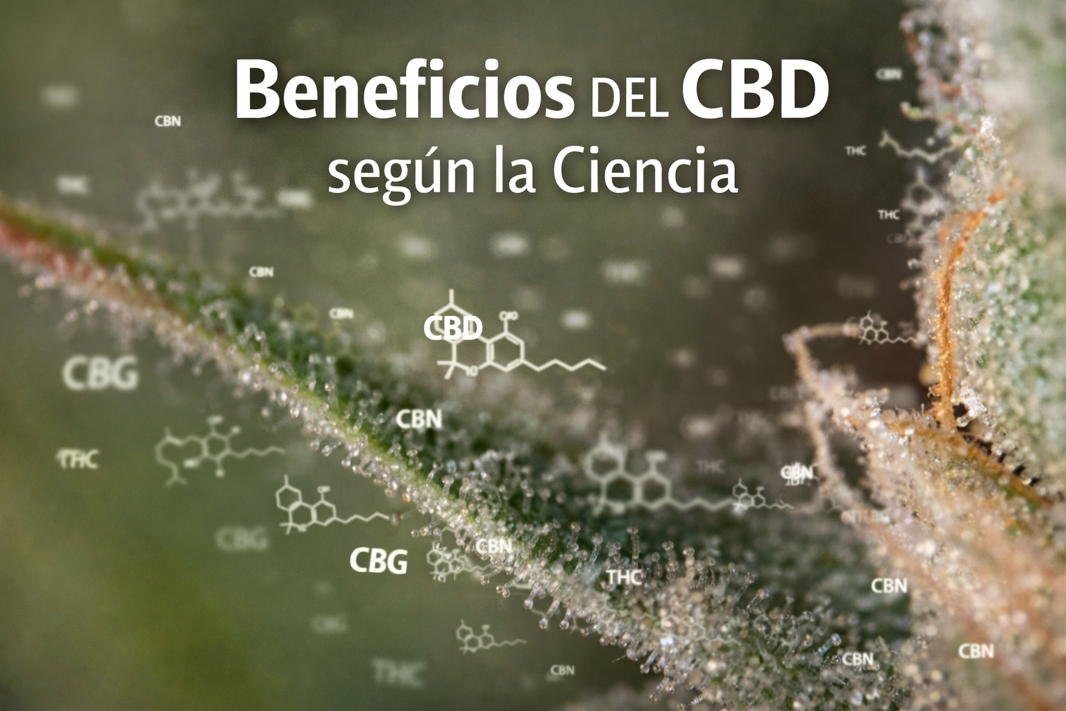 Beneficios del CBD según la ciencia