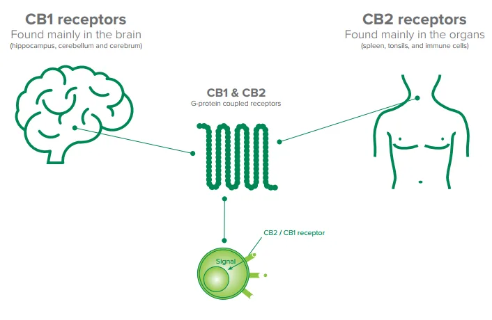 Sistema endocannabinoide del cuerpo humano donde recepciona el cannabinoide CBD