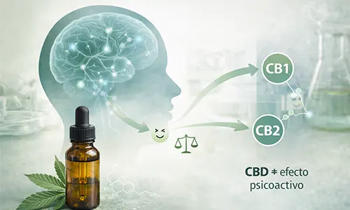 como interacciona el CBD con el cerebro