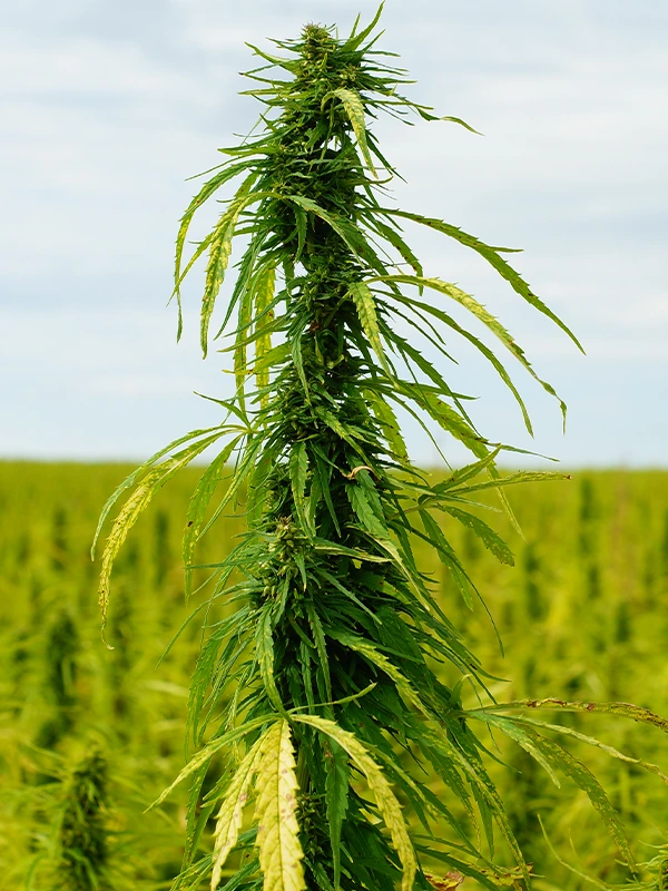 legalidad de las flores de cáñamo legalidad de las flores de cáñamo