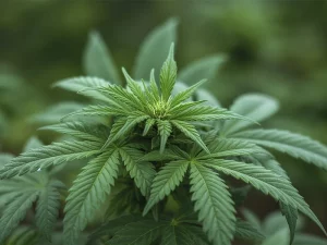 hojas de cannabis con efectos del cannabis