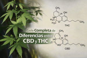 diferencias CBD y THC
