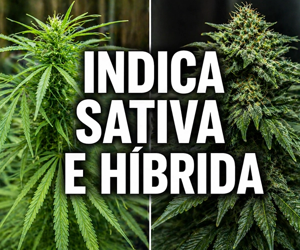 sativa vs índica