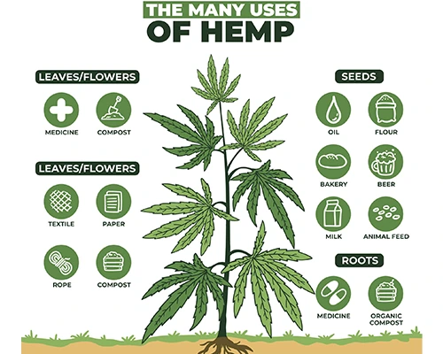 los usos diferentes del cannabis efectos del cannabis
