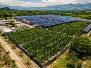 Granja sostenible de cannabis medicinal alimentada con energía solar