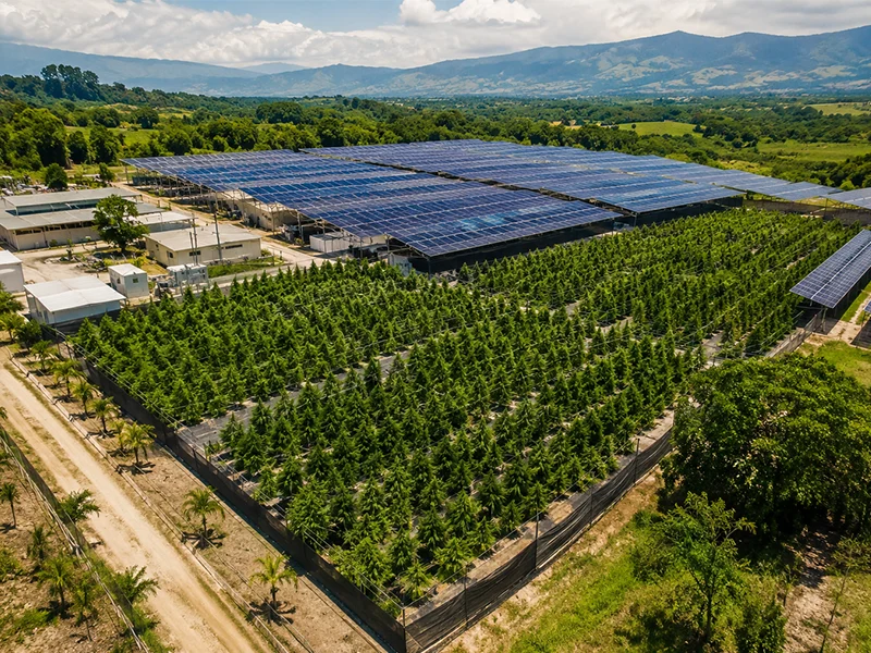 Granja sostenible de cannabis medicinal alimentada con energía solar