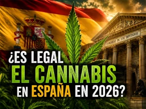 legal el cannabis en españa