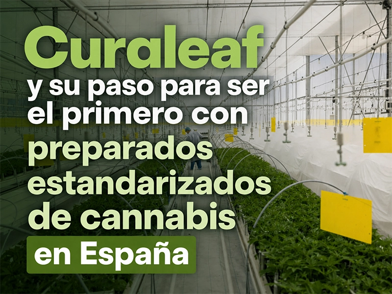 Curaleaf preparados estandarizados de cannabis