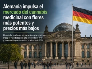 alemania y cbd consumo mercado cannabis