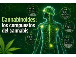 Ilustración de los principales cannabinoides del cannabis (THC, CBD, CBG y CBN) interactuando con el sistema endocannabinoide del cuerpo humano.