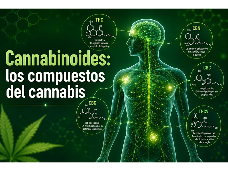 Ilustración de los principales cannabinoides del cannabis (THC, CBD, CBG y CBN) interactuando con el sistema endocannabinoide del cuerpo humano.