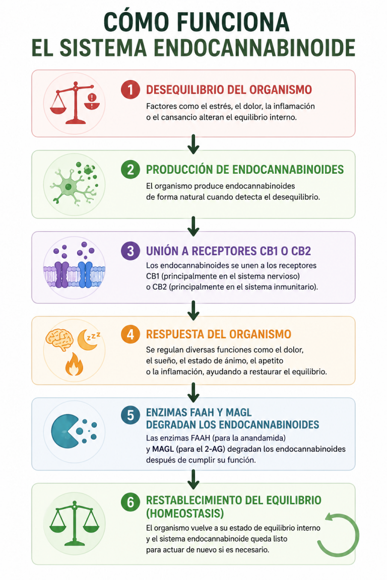 como funciona el sistema endocannabinoide