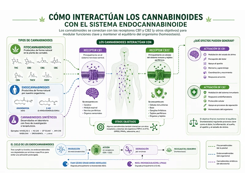 Esquema que muestra cómo los cannabinoides interactúan con el sistema endocannabinoide mediante los receptores CB1 y CB2.