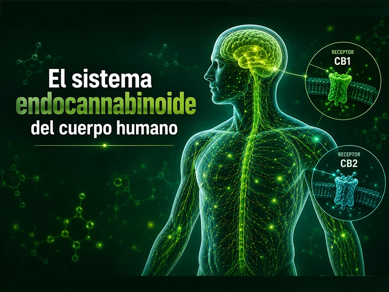 Ilustración del sistema endocannabinoide humano y su funcionamiento.