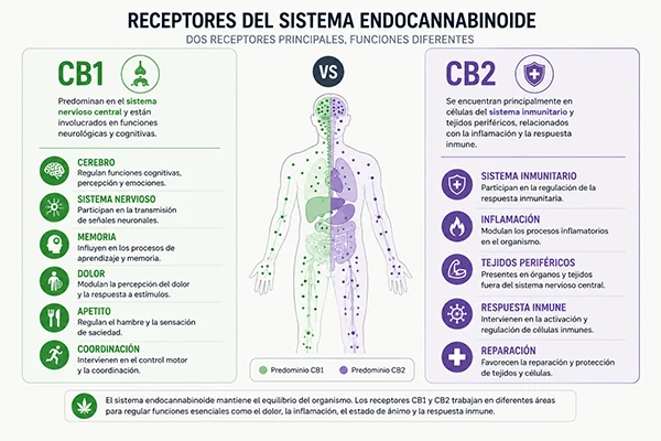 Comparativa entre los receptores CB1 y CB2 del sistema endocannabinoide.