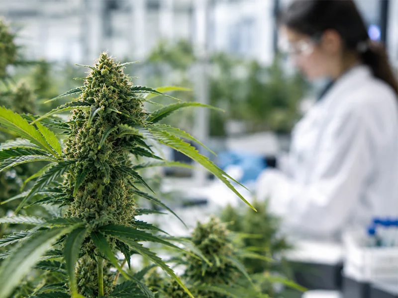 Planta de cáñamo utilizada como objeto de investigación botánica.