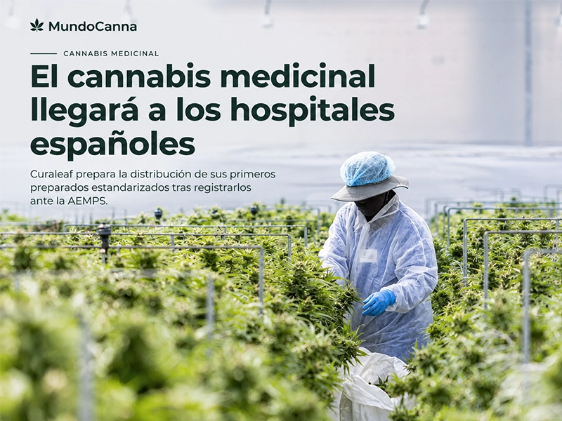 Cultivo de cannabis medicinal en una instalación de producción especializada