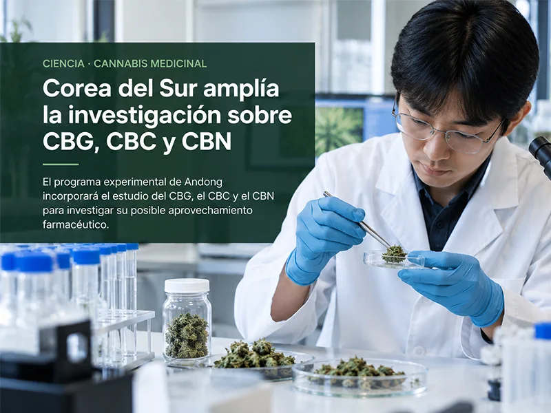 Investigador analiza muestras de cáñamo en un laboratorio científico.